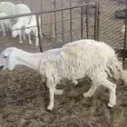 رخل ثنيه طيبه