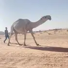 بعير باتلي منتج
