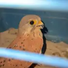 باشق أو شبوط أنثى وذكر توه بادي يتولف ويركب ويركب عل اليد