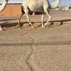 ابل للبيع العدد 6