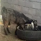 معزاء حليب للبيع
