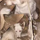 هاسكي ذكر وانثى العمر 4شهور التواصل علا السوم