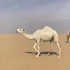 للبيع بكره وضحا