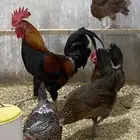 بيض دجاج عربي فري ترثة مخصب