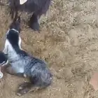 داغور جفرة شق توم عمره اسبوع فيه مشكله بعيونه ماتشوف زين