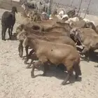 26 طليان سواكن