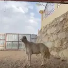 فحل حري صنف لأهل الصنف