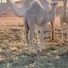 قعدان للبيع اعمارها حول 4 شهور ونص