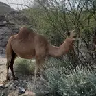 بكرتين فواخر