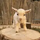 ماعز قزم صغير الليف الماعز القزم الماعز الصغير صديق الطفل