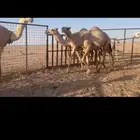 ابكار كفو للبيع 2 باتليات وحده تماميه علي جمل ابن فنيسان