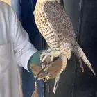 جير شاهين للبيع