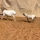 بربريه تامه شبب جرمها طيب وفل الفل معها رخل روم وسلم