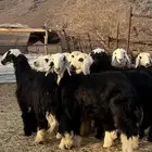 رررخال نجدد جذعات