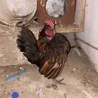 دجاج (عربي هزاز قزم)
