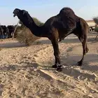 فحل مجهم