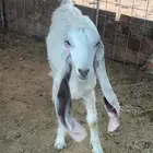 جفره هولندي