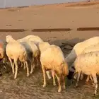 ضان رفيديات دفيع ونظيفه