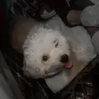 عندي كلب للتبني