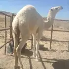 قعود عفر كفو