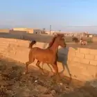 فرس شعبيه كفو لقاح وتحتها مهر