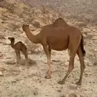 للبيع خلفات سواحل