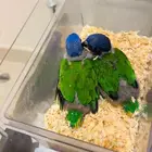 فروخ لوري رد كولارد لاهل التميز