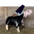 مشروع فحل نجدي