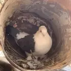 حمام حب رمان عشه وحده ومنتج