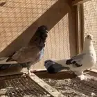 جوز حب الرمان