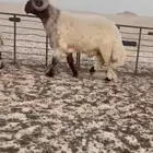 خروف صنف فاخر