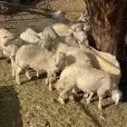 10 خرفان مالها سن كفو