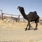 للبيع الفحل الطيب سلاله قعودان رامس .