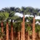 نخل واشنطن بجميع المقاسات