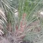 فسايل نخيل القصيم