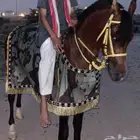 مهر العمر2وخمس شهور