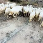 33 رخال مقاني