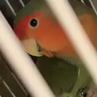 طيور روز طير