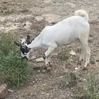 جفره بيشيه سالمه الدفاع للبيع