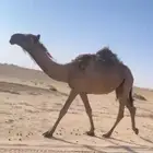 بكره صفرا دبيانيه كفو