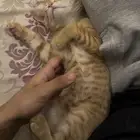 قطط للتبني