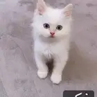 قطط كيتن للبيع