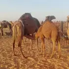 حاشي للبيع