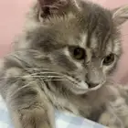 قط كيتن