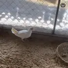 دجاجه بيضا صك للبيع على السوم