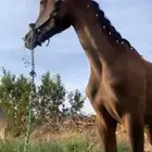 مهرشعبي لبيع السلامه شرط