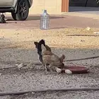 دجاجه معها 6 صوص للبيع