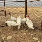 يوجد ست ديكه رومي
