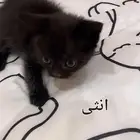 قطط للتبني عمرهم 3 شهور