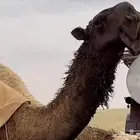 نياق وكيل نظر